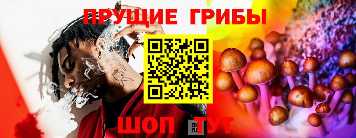 Псилоцибиновые грибы Cubensis Новозыбков